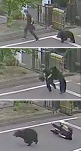 ゴミ出し工夫でクマが減るのか